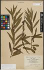 Foto von Salix purpurea L. x Salix viminalis L.